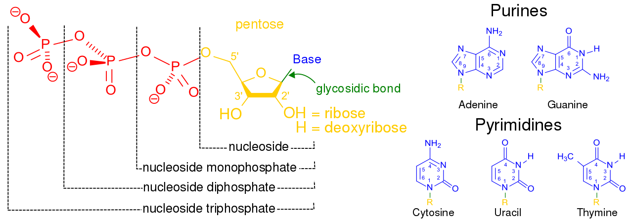 Structure of a nucleotide Structure of a nucleotide