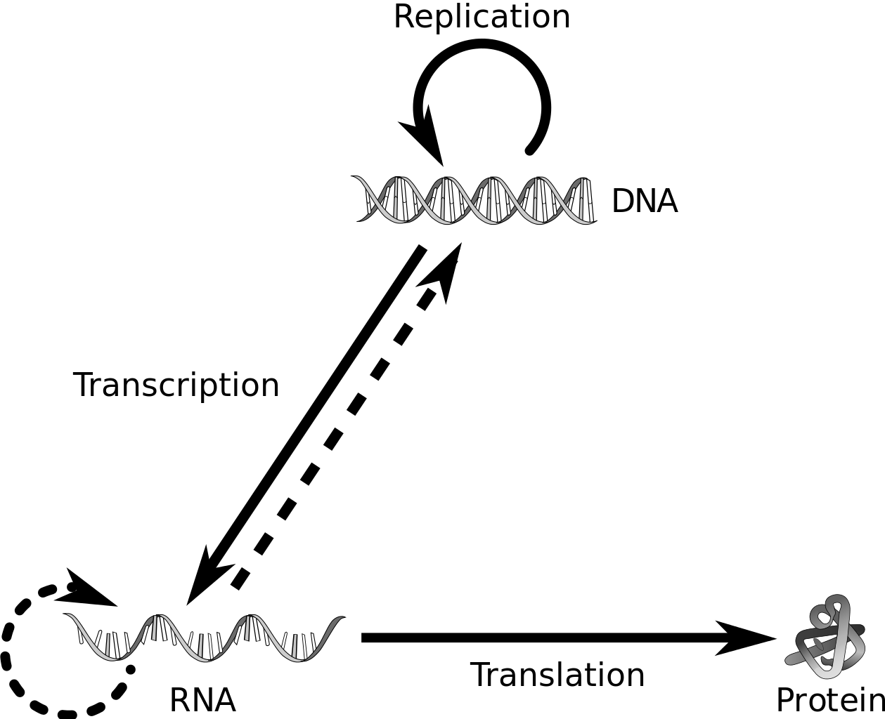 The Central Dogma of Molecular Biology