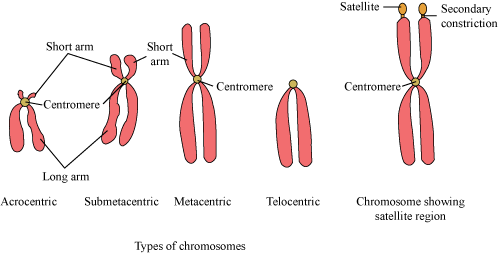 Types of chromosomes