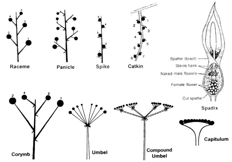 Types of racemose inflorescence