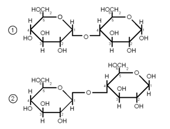 what breaks down maltose