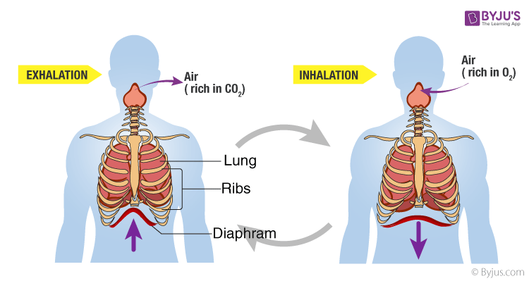 Breathing in humans