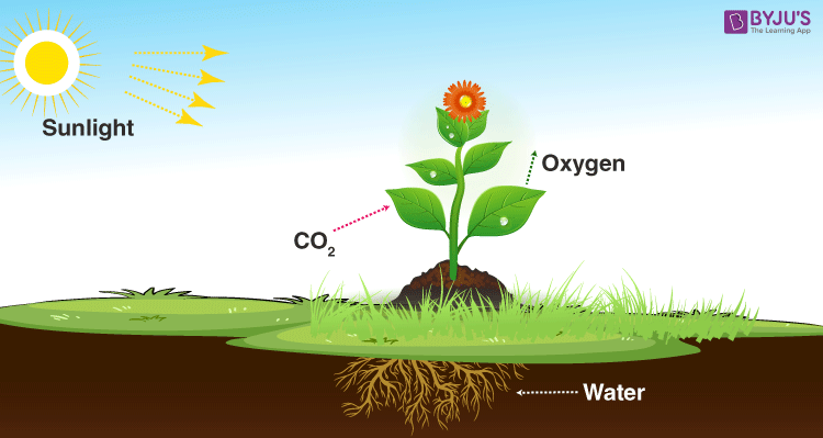 Photosynthesis