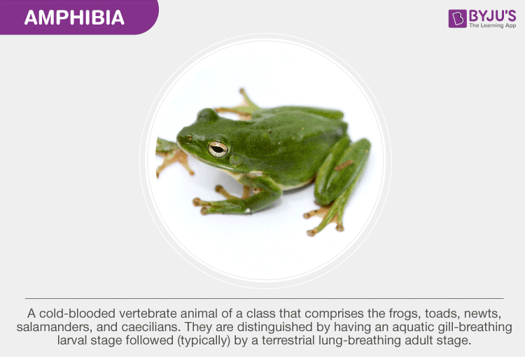 Structural Organization of  Amphibia -Frog