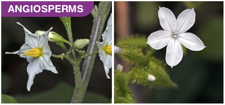 Flowering Plants