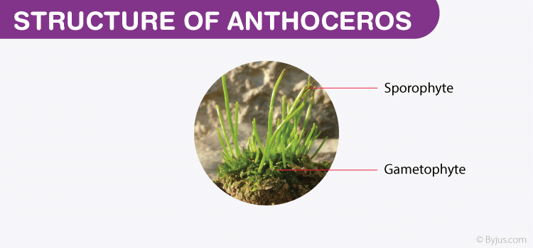 Anthoceros Structure