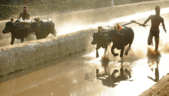 Kambala