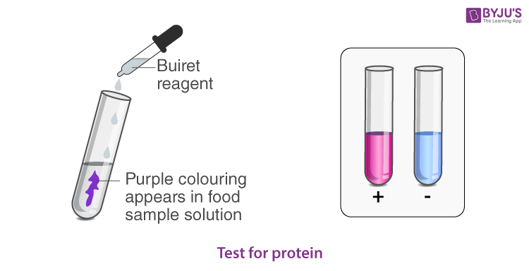 Test for Protein