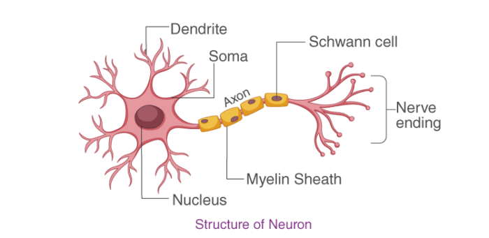 CBSE Class 10 Science notes Chapter 7 - 1