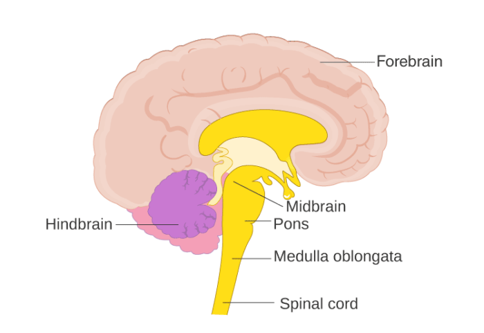 CBSE Class 10 Science notes Chapter 7 - 2