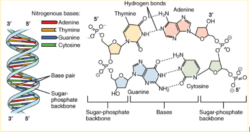 DNA structure with elements