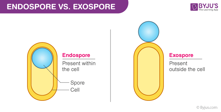 types of bacterial spores