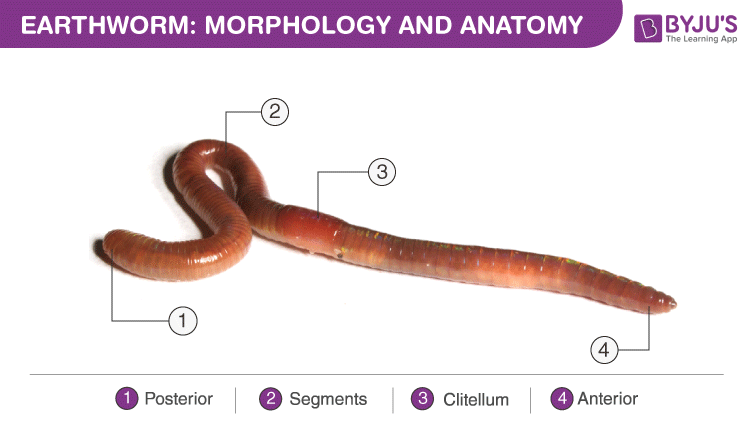 Structural Organization of Earthworm