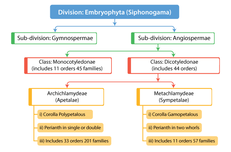 Engler and Prantl System of Classification