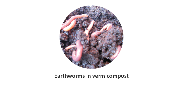 Vermicomposting