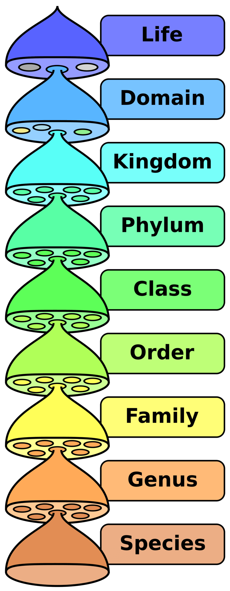 Hierarchy_of_classification Hierarchy_of_classification