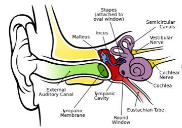 Human ear