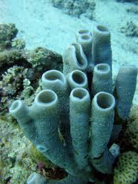 Marine Sponge Marine Sponge