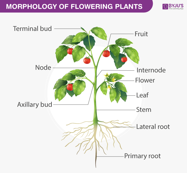 Morphology Of Flowering Plants Structure Of Flowering Plant - Vrogue