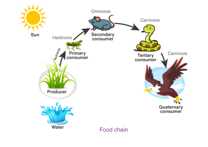 Our Environment CBSE Class 10 Chapter 15 Science Notes