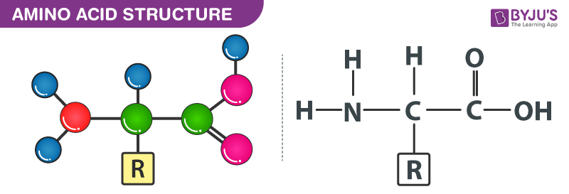 amino acid structure download free