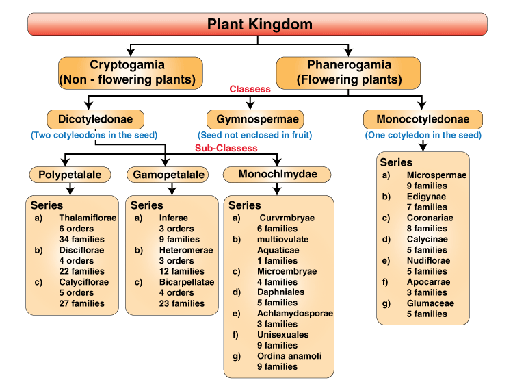 Plant Taxonomy Classification Chart   Bentham And Hooker Classification 