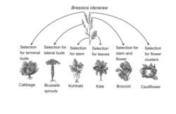 Artificial selection in the cabbage family