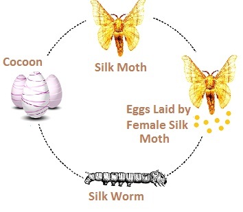 Development of Silk Moth