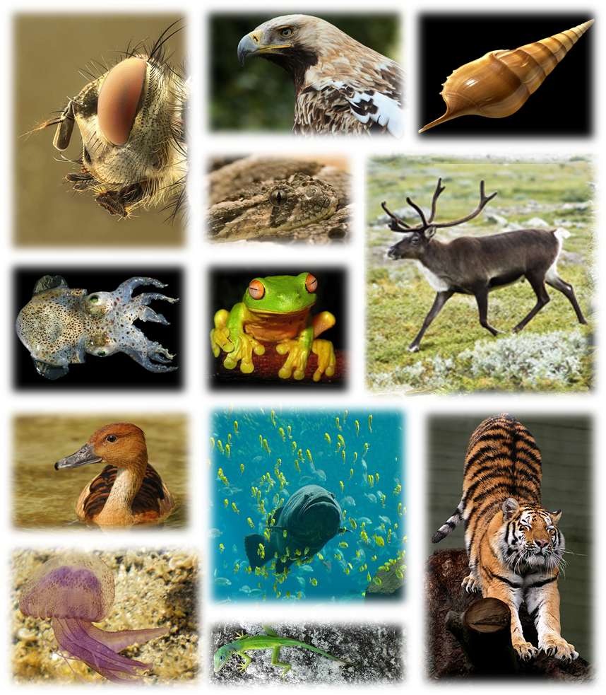 species-examples-biology