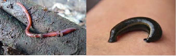 content_annelida_examples content_annelida_examples