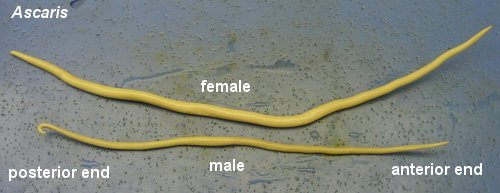 content_ascaris_whole_label content_ascaris_whole_label