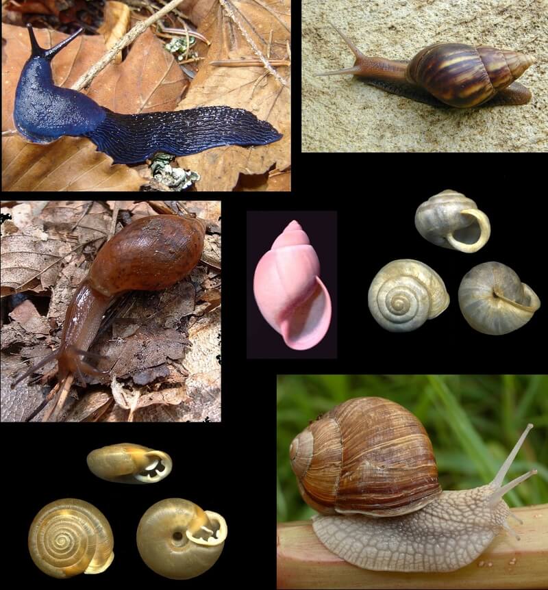 content_mollusca_examples content_mollusca_examples