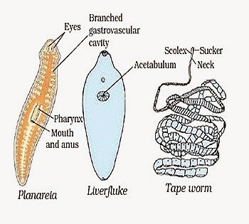 content_platyhelminthes_examples content_platyhelminthes_examples