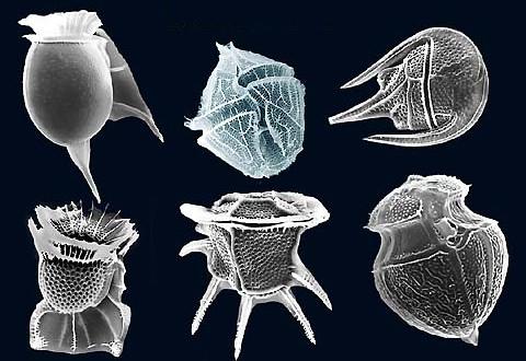 dinoflagellates