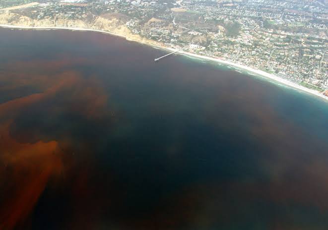 Dinoflagellates red tide