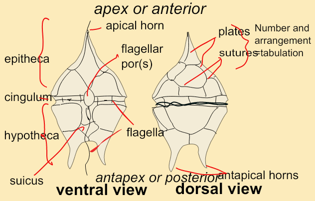 dinoflagellates structure