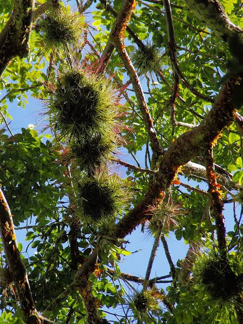epiphytes epiphytes