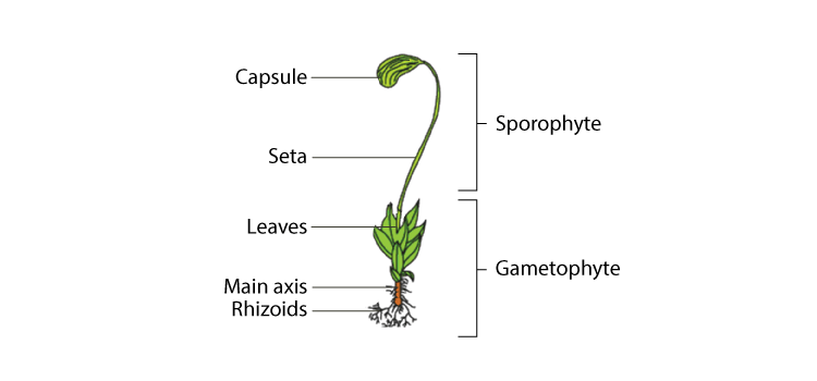 Funaria Structure