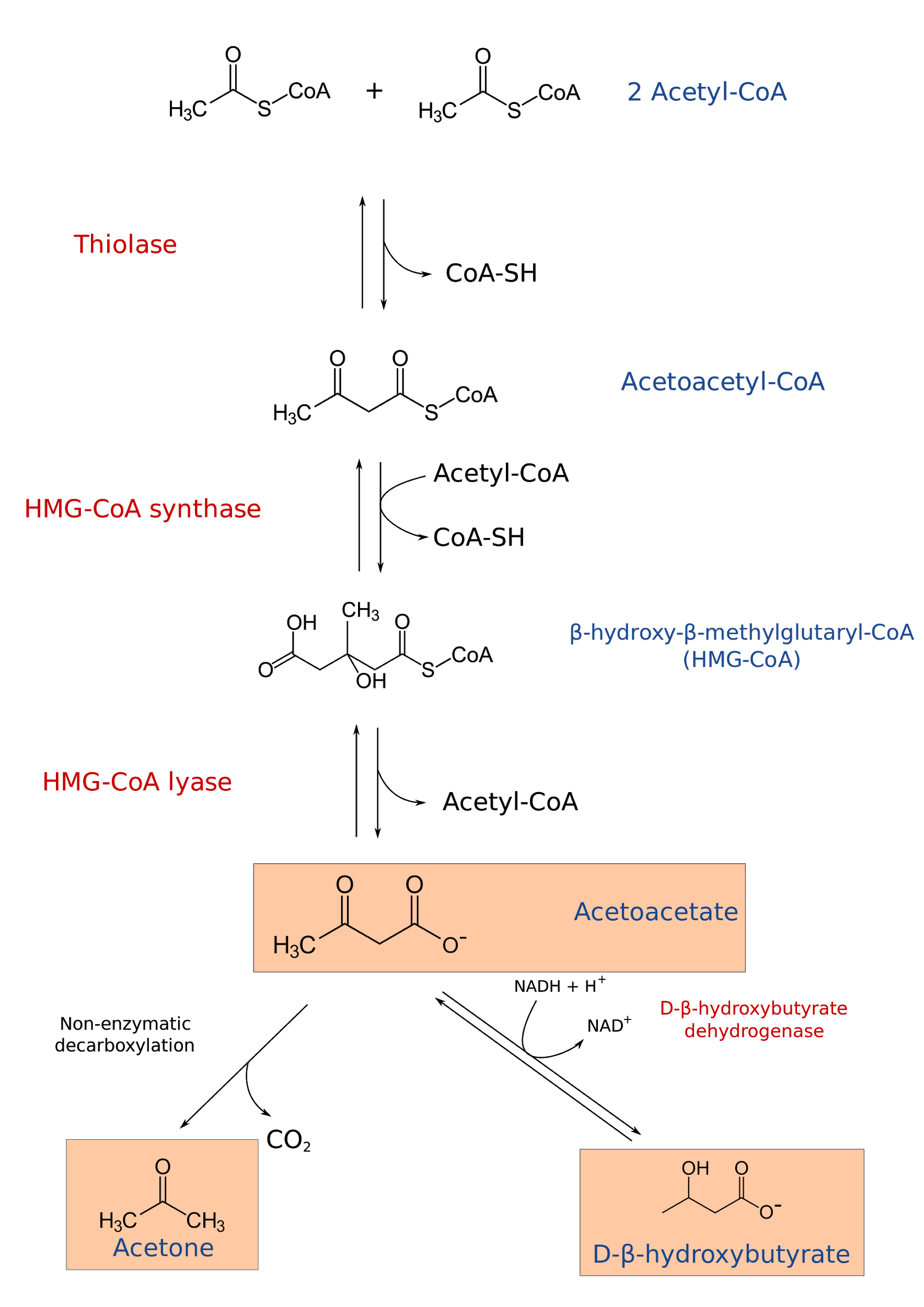 Ketogenesis Steps, Pathway, Significance