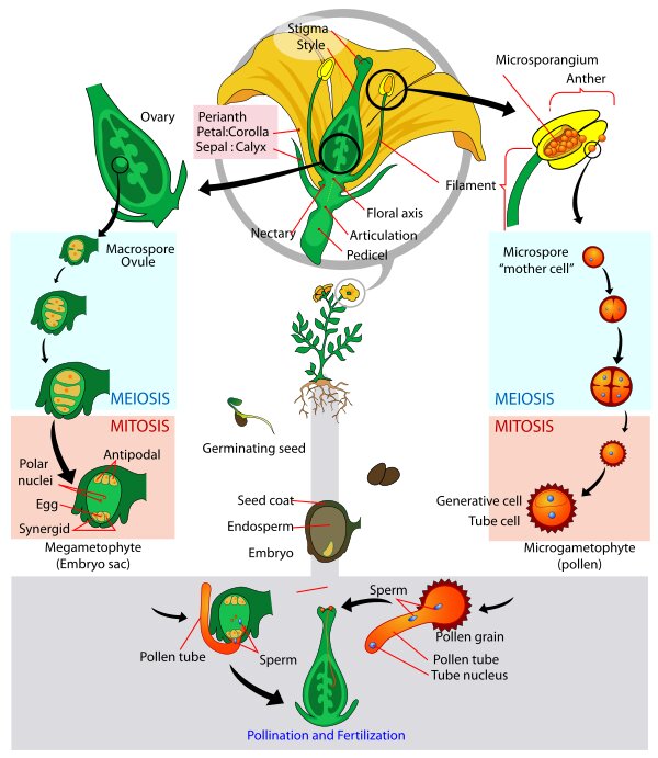 Plant Kingdom - Important Notes for NEET Biology