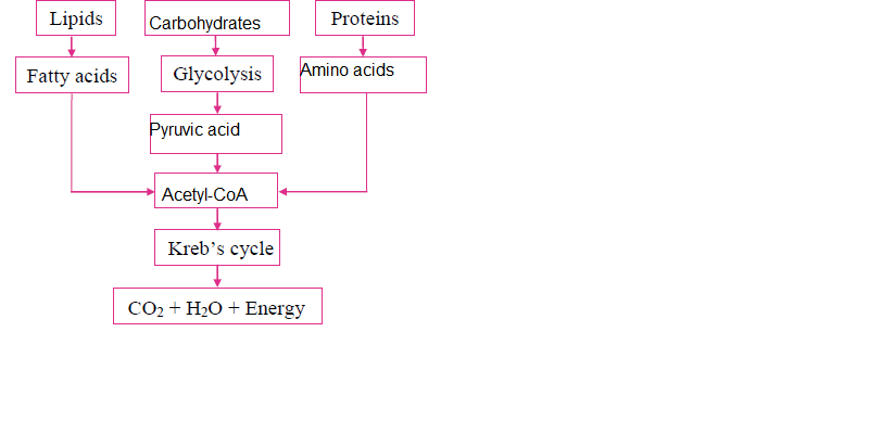MSBSHSE Class 10 Science Part 2 Previous Year Paper-2019 Section 3 Question 2 MSBSHSE Class 10 Science Part 2 Previous Year Paper-2019 Section 3 Question 2 Solution