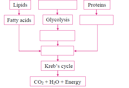 MSBSHSE Class 10 Science Part 2 Previous Year Paper-2019 Section 3 Question 2 MSBSHSE Class 10 Science Part 2 Previous Year Paper-2019 Section 3 Question 2