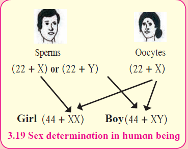 MSBSHSE Class 10 Science Part 2 Previous Year Paper-2019 Section 4 Question 2 a Solution MSBSHSE Class 10 Science Part 2 Previous Year Paper-2019 Section 4 Question 2 a Solution