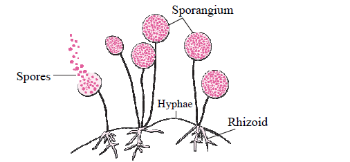 MSBSHSE Class 10 Science Part 2 Previous Year Paper-2019 Section 4 Question 2 C MSBSHSE Class 10 Science Part 2 Previous Year Paper-2019 Section 4 Question 2 C