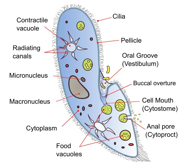 protozoan cell diagram