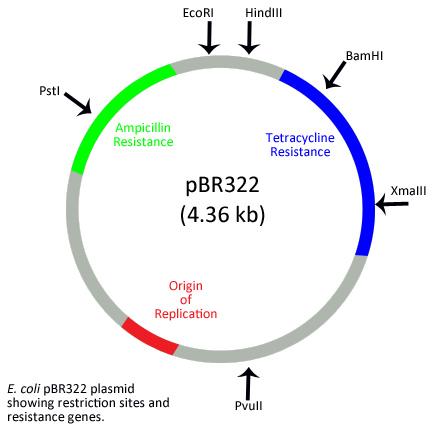 bacterial plasmid structure