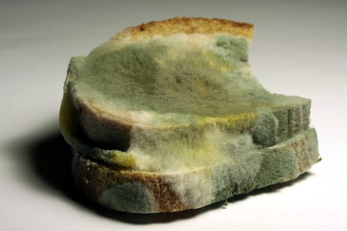 What Causes the Growth of Bread Mold and How to Prevent It? - Biology Wise