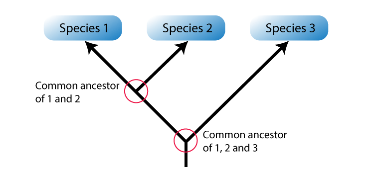 Phylogenetic System of Classification