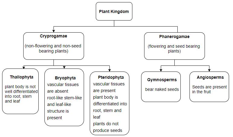 Plant shop kingdom table