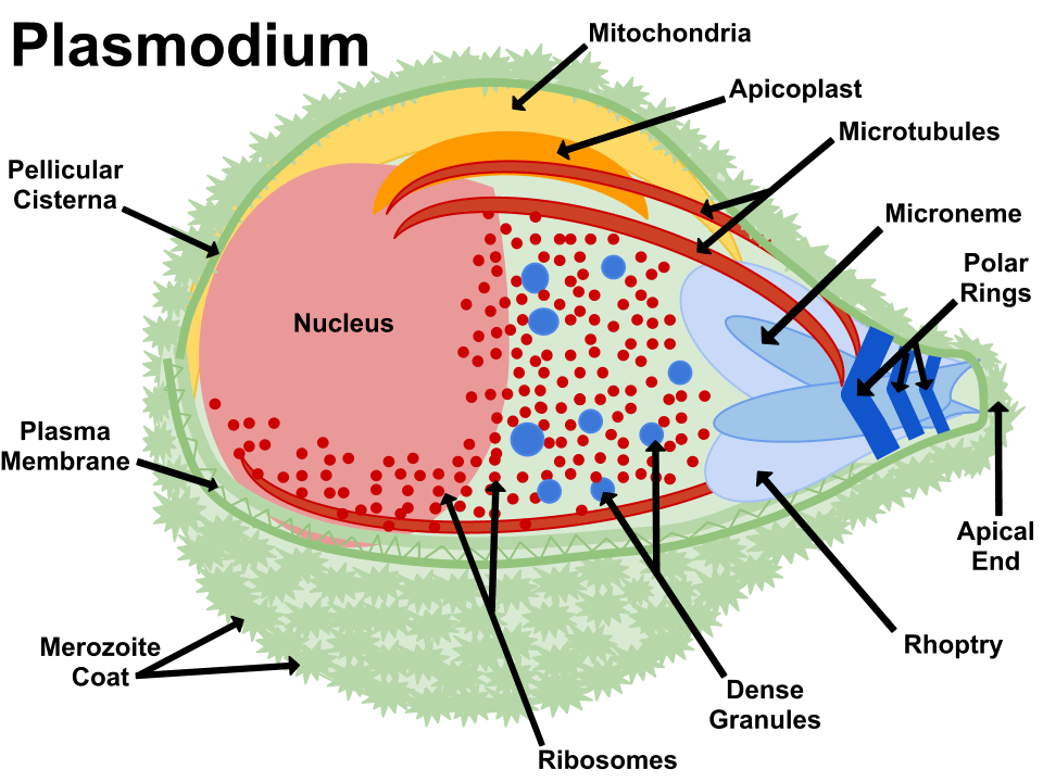 Plasmodium structure